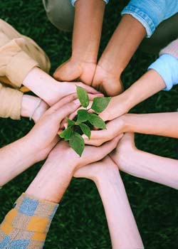 A group of hands gathered to the center and holding a plant.